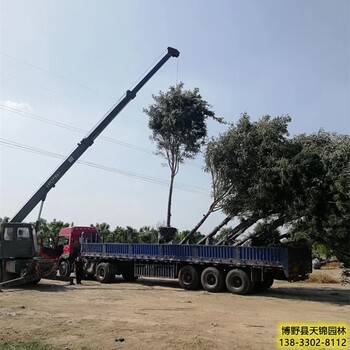 甘肃10公分国槐带土球装车-国槐培育地-老式国槐