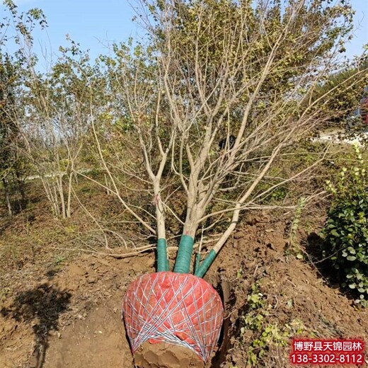 河北博野县7公分五角枫退林销售-五角枫基地-元宝枫