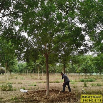 保定市定州假植苗国槐价格行情-好国槐产地-金叶国槐