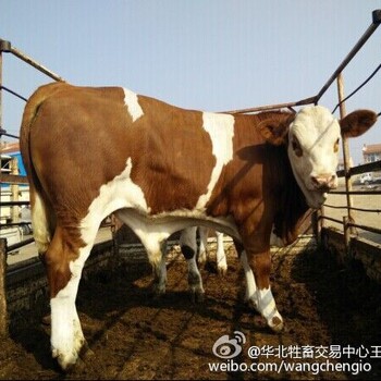 滦县好用的400斤西门塔尔四代公牛