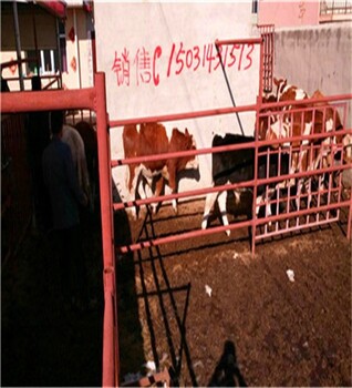 张北王成小牛犊半大牛犊子,昌黎县好用的400斤西门塔尔四代公牛