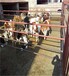 平山小型400斤西门塔尔四代公牛,半大牛犊子