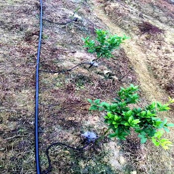 江西赣州葡萄水肥一体化果园灌溉系统果树地插涌泉喷灌