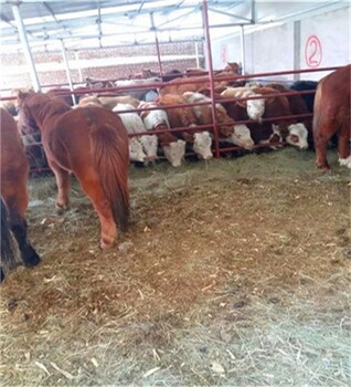 迁西县家用400斤西门塔尔四代公牛,小牛苗