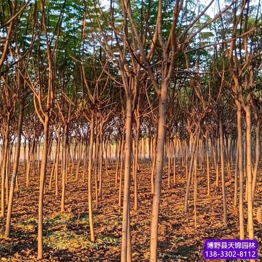 天锦苗圃火炬树小苗,河北高邑_5公分火炬树_批发市场