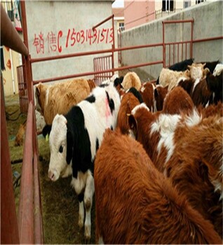 张北王成小牛犊小牛苗,易县小型400斤西门塔尔四代公牛
