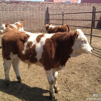 易县定制400斤西门塔尔四代公牛,半大牛犊子