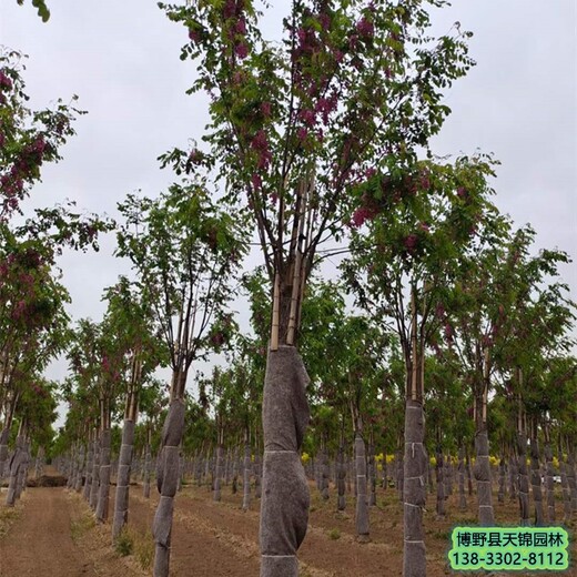 河北高碑店_两年生天锦园林绿化香花槐_各种规格,五七香花槐