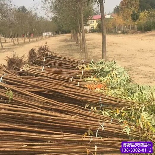 天锦苗圃火炬树小苗,河北泊头天锦苗圃火炬树_厂家送货