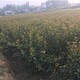 嵩县9公分红叶石楠产品图