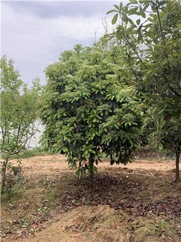 河南潢川石楠自然风格的园林枝叶繁茂