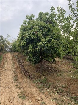 河南石楠丰满的枝叶和多样的色彩城市公园