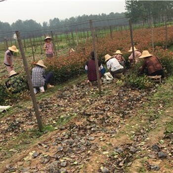 湖北仙桃大杯红叶石楠种植基地