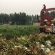 安徽池州50公分高红叶石楠市场产品图