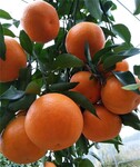 明日见柑橘树苗基地一年生明日见营养钵苗