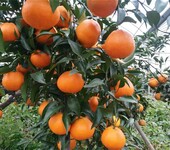 明日见柑橘种植技术无核中果型明日见兴津晚熟系列新品种