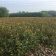 安徽亳州50公分高红叶石楠苗圃产品图