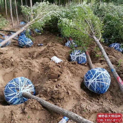 河北海兴天锦园林苗圃榆树出售,榆树种子