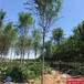 河北博野县12公分榆树多少钱合适-榆树品种-白榆树