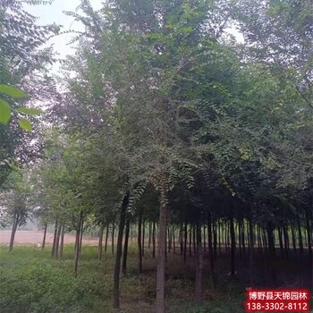 北京10公分榆树多少钱合适-榆树品种-金叶榆