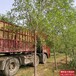 河北地区5公分榆树多少钱合适-榆树品种-红叶榆
