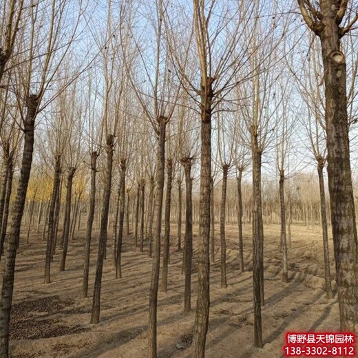 天锦园林苗圃白榆树,任丘供应榆树市场