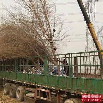 北京10公分榆树多少钱合适-榆树品种-金叶榆