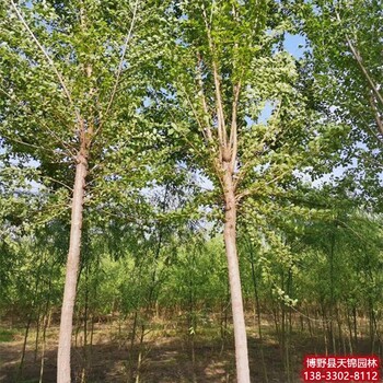 保定地区10公分榆树退林销售-榆树品种-长枝榆