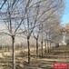 保定市定州12公分榆树带土球装车-榆树品种-裂叶榆