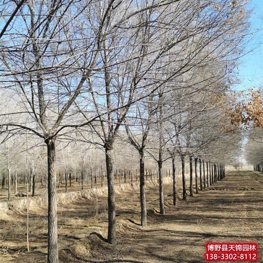 河北省5公分榆树带土球装车-榆树品种-裂叶榆
