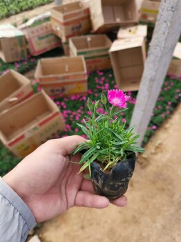 歐石竹