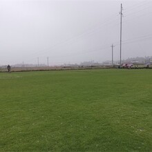 重慶馬尼拉草皮基地種植圖片