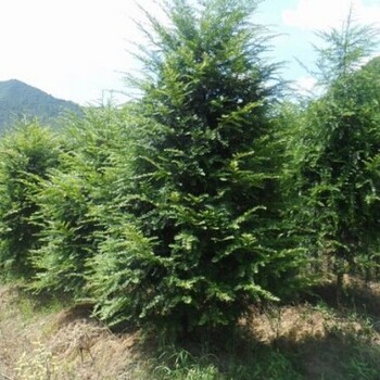 大理紅豆杉苗