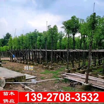 重庆巫溪供应香樟树基地,香樟