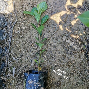 景興花木雨傘樹(shù),20公分小葉欖仁15公分直徑價(jià)格
