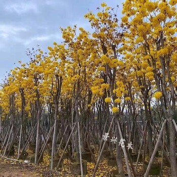 广东深圳黄花风铃木15公分的,巴西风铃木
