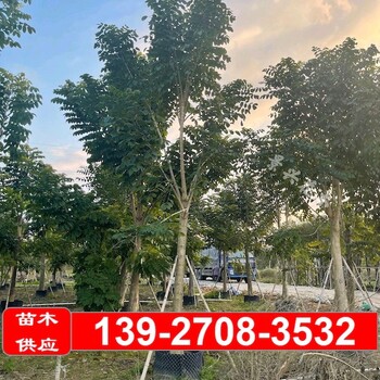 景兴花木火焰树,广西防城港火焰木15公分多少钱