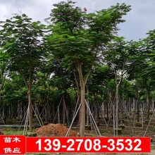 广东广州凤凰木15公分的,凤凰树