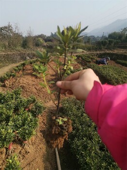 量大杜鹃基地种植,春鹃