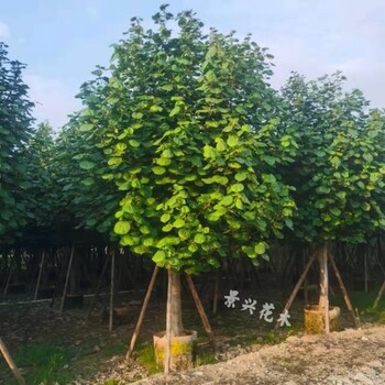 广东潮州大量批发黄槿树12公分价格