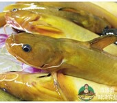 东北黑龙牛尾巴鱼销售公司，黑龙江产地冷冻牛尾巴鱼，速冻牛尾巴鱼加工厂