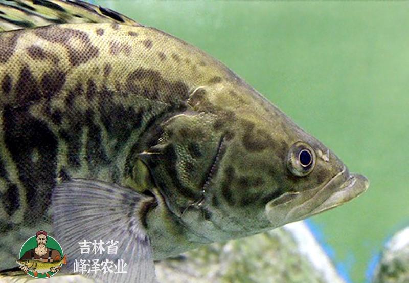花鱼童话