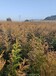 柳杉树苗原产地供应两年生50厘米高柳杉苗
