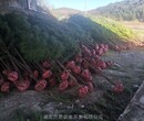 湖北柳杉基地农户种植米径10公分柳杉树土球保证树形优美服务质量保证