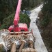 贵州柳杉基地供应米径12公分造林景观柳杉树上海柳杉树江苏柳杉树
