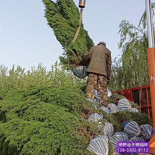 河北霸州天锦园林桧柏塔侩,刺柏