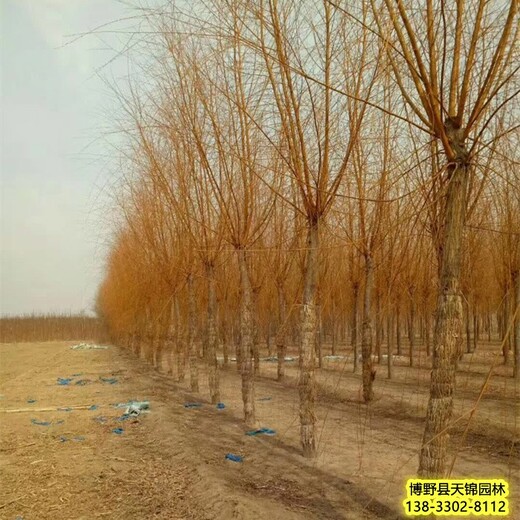 金丝柳农户-河北安国15公分金丝柳哪里种植