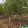 山桃杯苗-保定地区8公分山桃农户种植