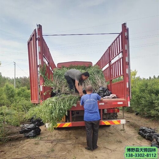 山桃杯苗-山桃小苗小苗栽植山桃