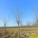 保定市定州二年头天锦园林旱柳自产自销-柳树种植-青皮柳